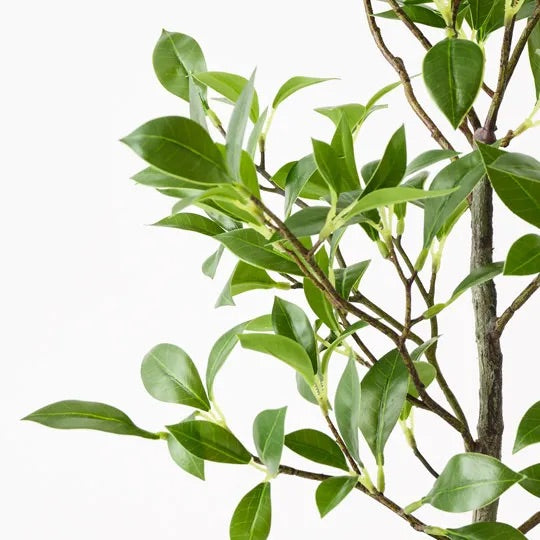 Ficus Plant 49cm