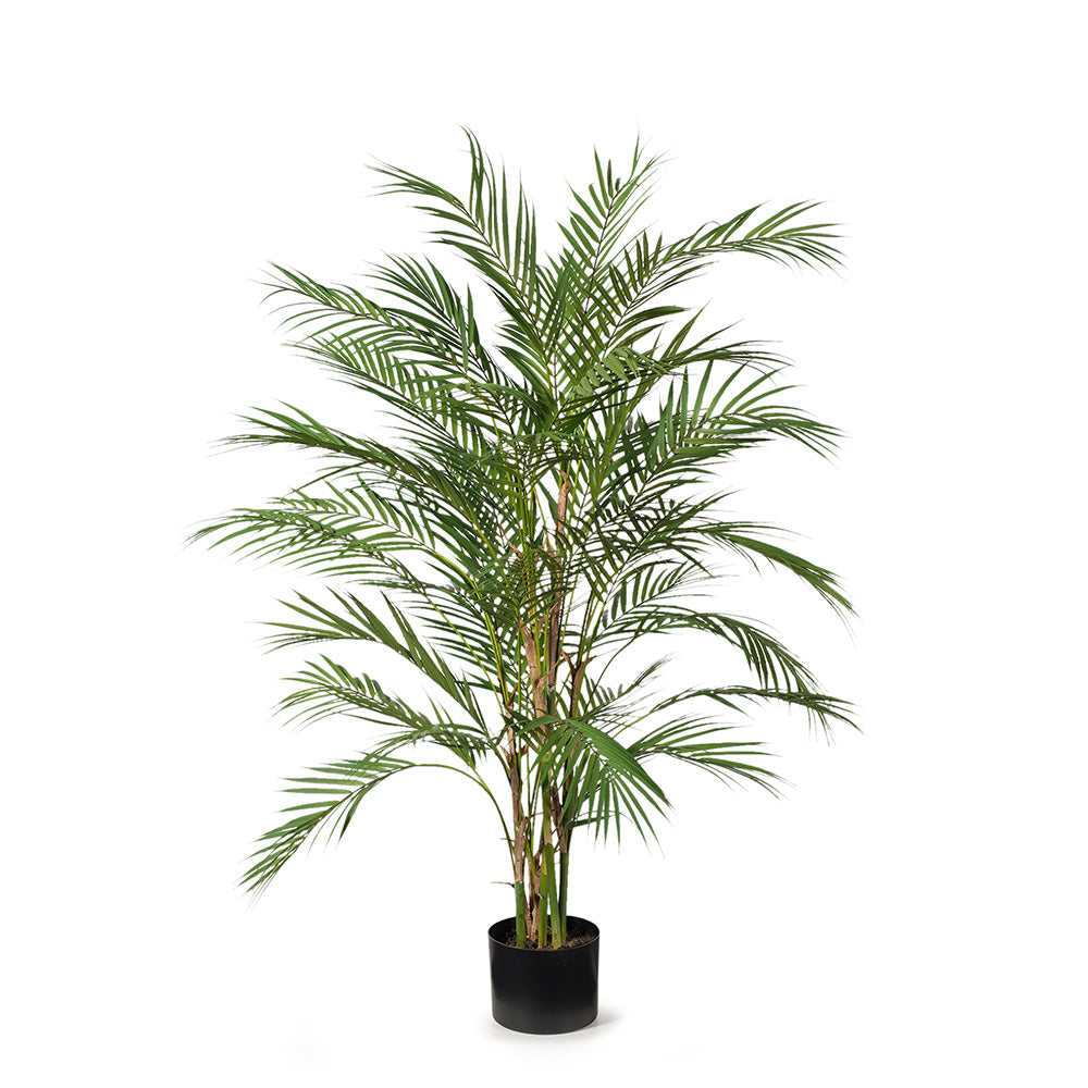 Palm Phoenix