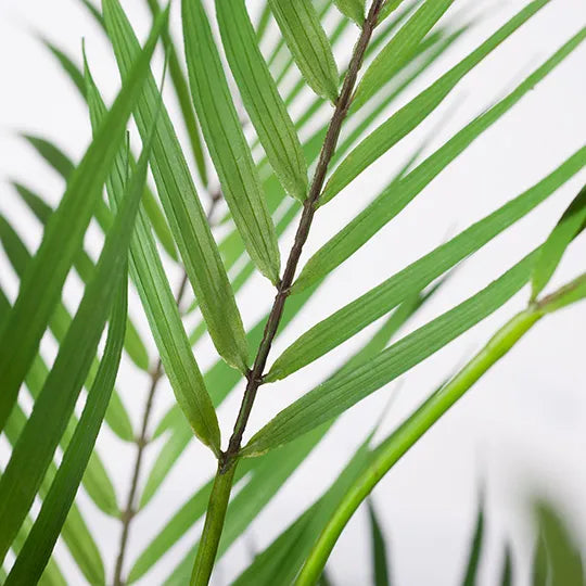 Palm Phoenix